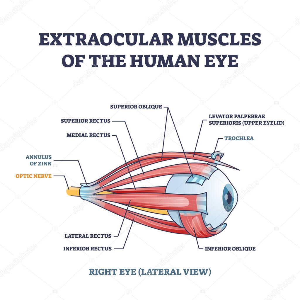 Extraocular muscles of human eye with muscular anatomy outline diagram