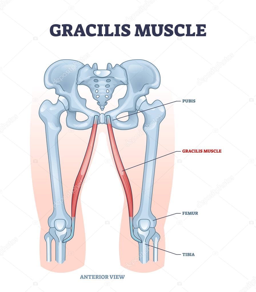Gracilis muscle as superficial muscular system in leg and hip outline diagram