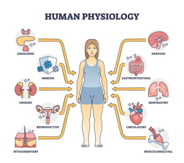 Human physiology as body functions and organ health study outline diagram clipart