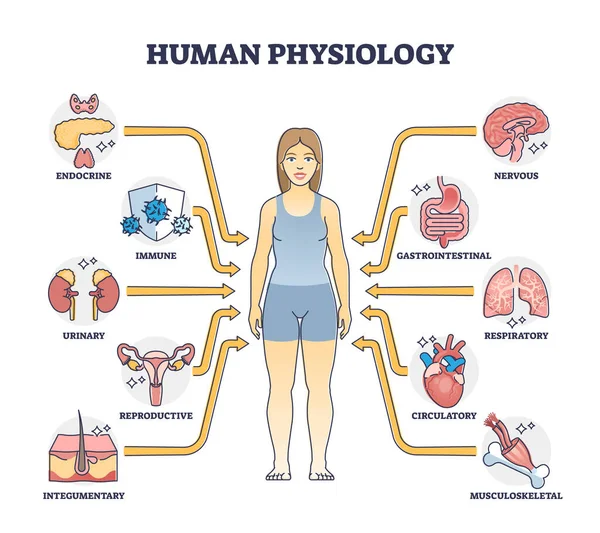 Fisiologia humana como funções corporais e diagrama de esboço do estudo da saúde dos órgãos — Vetor de Stock