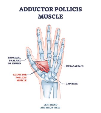 Adductor pollicis muscle with hand or palm skeletal system outline diagram clipart