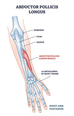 Abductor pollicis longus muscle with hand and arm skeleton outline diagram clipart