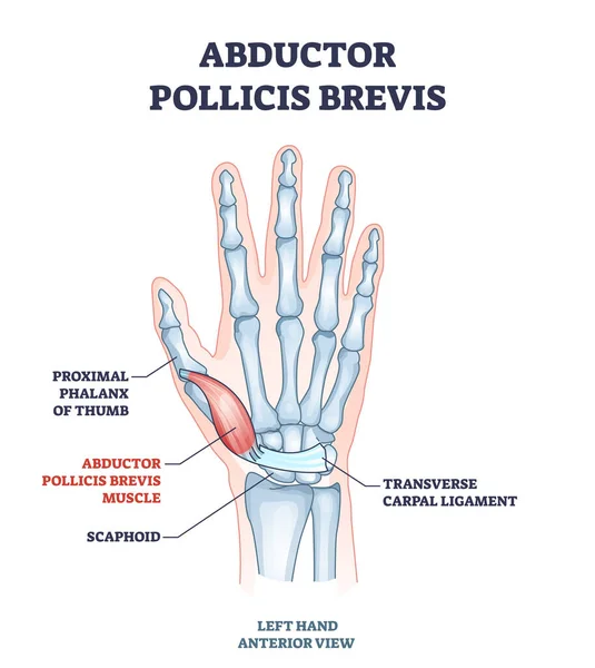 Secuestrador pollicis brevis muscular con la mano y los huesos de la palma esquema diagrama — Vector de stock