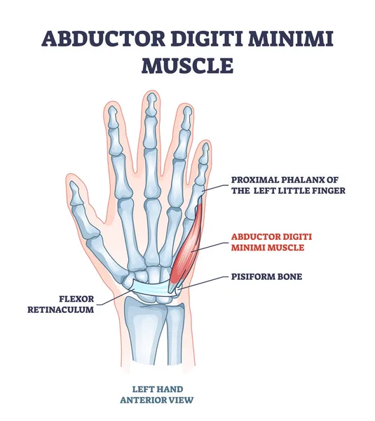 Secuestrador digiti minimi músculo con la mano y el esqueleto de la palma esquema diagrama — Archivo Imágenes Vectoriales