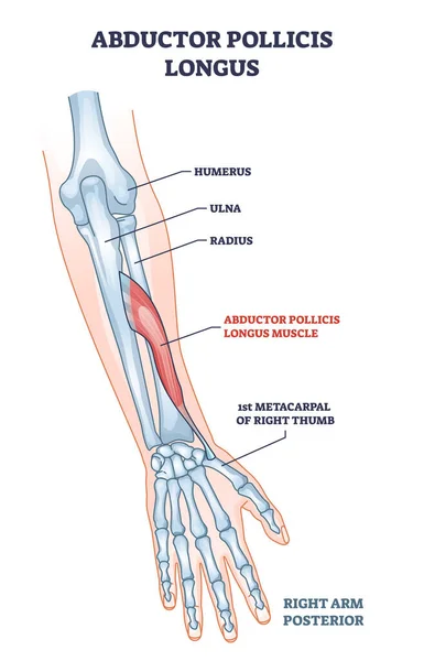 Secuestrador pollicis longus músculo con la mano y el brazo esqueleto esquema diagrama — Archivo Imágenes Vectoriales