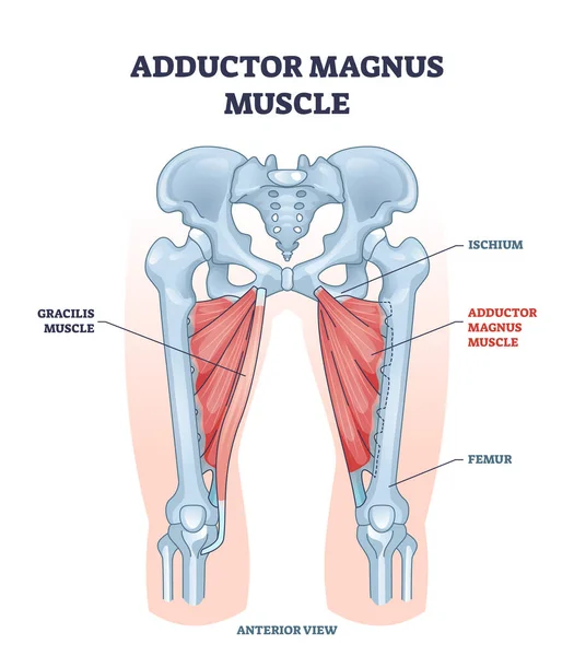 Adductor magnus muscle with ischium and femur skeleton outline diagram — Wektor stockowy