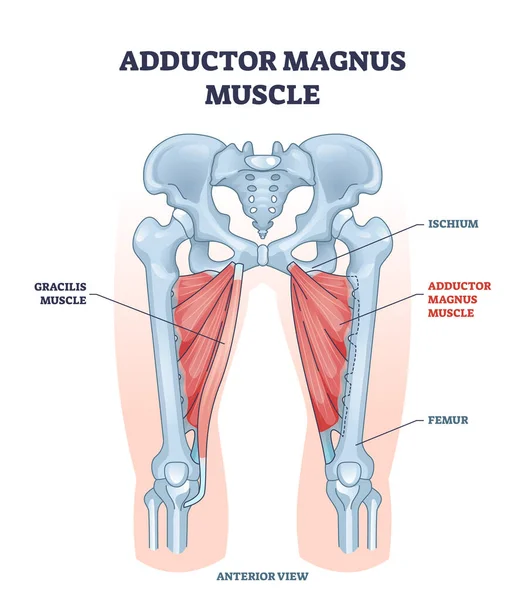 กล้ามเนื้อแมกนัสตัวนําที่มีแผนภาพโครงกระดูก Ischium และต่อมลูกหมาก — ภาพเวกเตอร์สต็อก