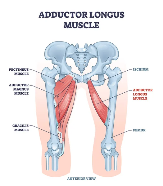 Ubicación del músculo aductor longus con caderas y huesos de las piernas diagrama de contorno — Archivo Imágenes Vectoriales