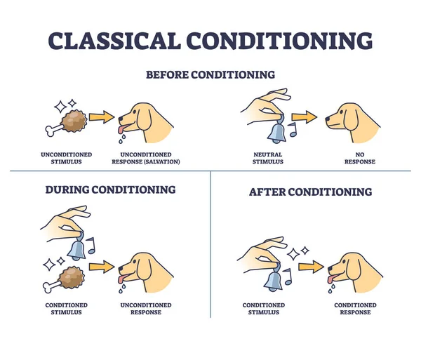 Klassieke Conditionering Met Vlees Bel Voor Hond Training Schema Gelabeld — Stockvector