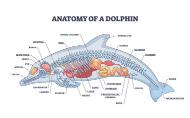Yunusun anatomisi, içsel fizyolojik yapı diyagramı olarak tanımlanır. İç organları ile etiketlenmiş eğitim şeması ve su memelisi çizimi için iskelet. Zoolojik fizyoloji modeli