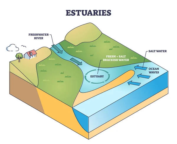 Estuaries Water Body Structure Salt Freshwater Outline Diagram Labeled Educational — Vector de stock