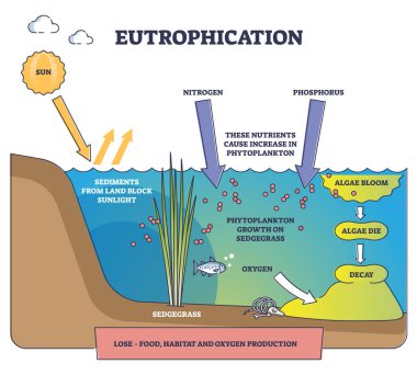 Eutrophication process explanation and water pollution stages outline diagram. Labeled educational freshwater ecosystem contamination with nitrogen, phosphorus and algae bloom vector illustration. clipart
