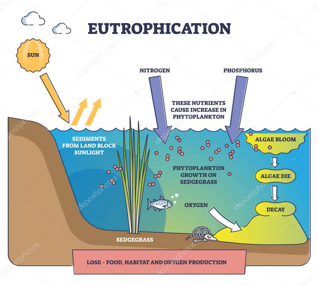 Eutrophication process explanation and water pollution stages outline diagram. Labeled