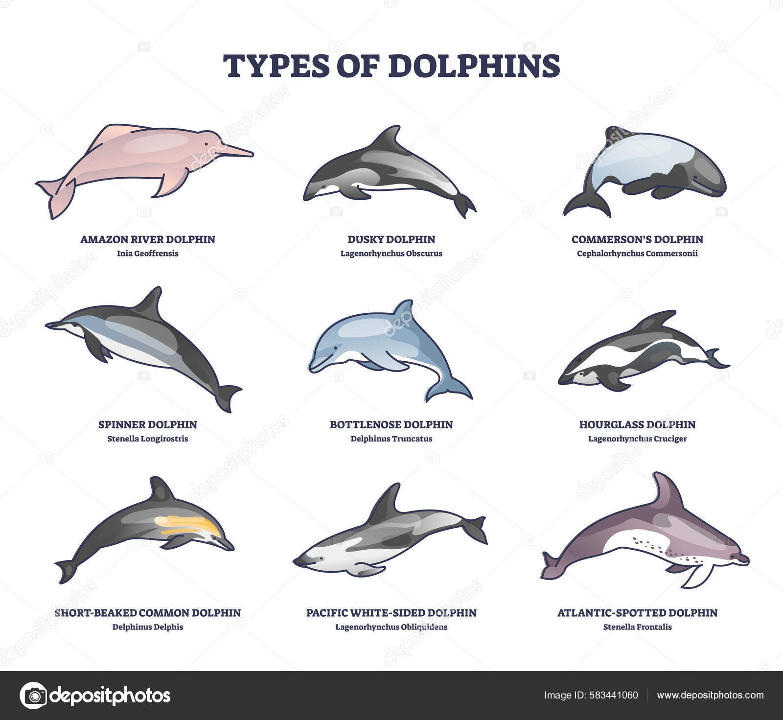All Different Types Of Dolphins