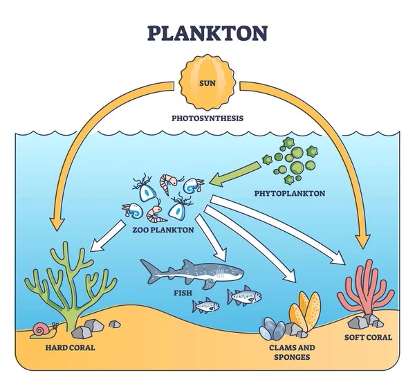 Plankton Life Water Organisms Food Chain Role Explanation Outline Diagram — Image vectorielle