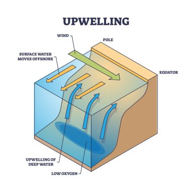 Upwelling as ocean deep water movement process explanation outline diagram. Labeled educational wind direction scheme for surface water moving to offshore and cold area rising vector illustration. clipart
