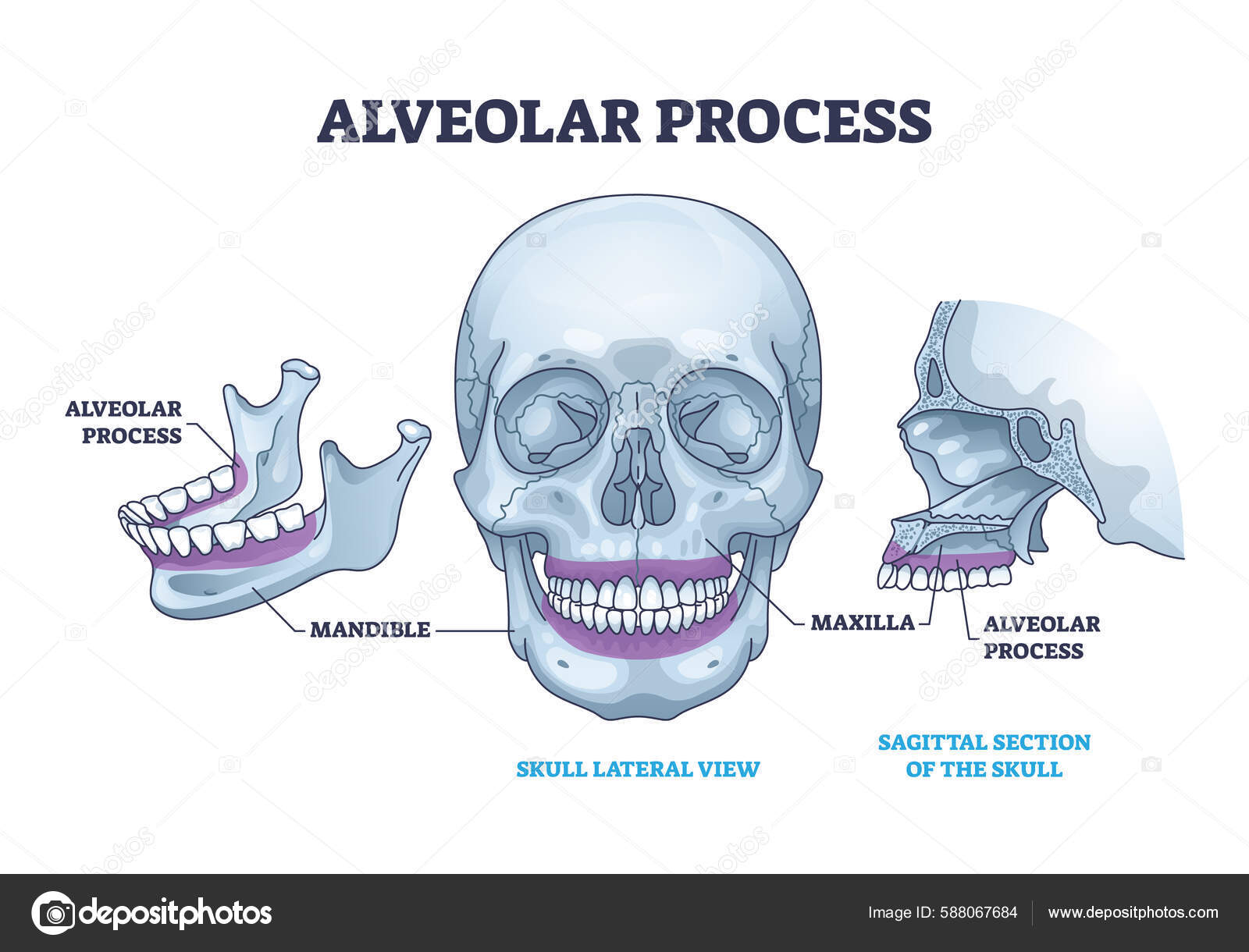 Alveolar Process Biology Diagrams