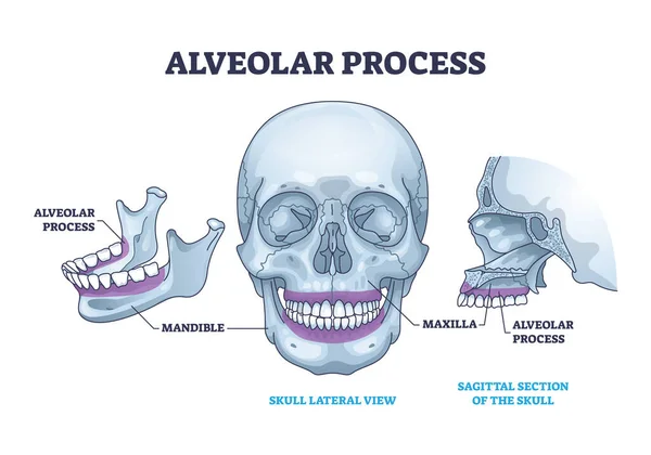 Alveolar Process Anatomical Head Bone Ridge Teeth Outline Diagram Labeled — Stok Vektör