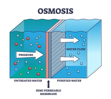 Tedavi edilmemiş su arıtma şeması için Osmosis süreci açıklaması. Yarı geçirgen zar boyunca sıvı akışı ile etiketlenmiş eğitim şeması parçacık vektör resimlemesini ayırmak için.