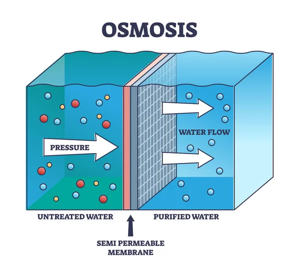 Osmosis Process Explanation Untreated Water Purification Outline Diagram Labeled Educational — ストックベクタ