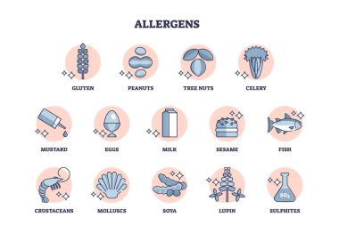 Alerjenler yemek malzemelerinin ana hatlarından alerjik ürün koleksiyonu olarak ayarlanır. Fıstık ve glüten çeşitleri ile etiketlenmiş eğitim şeması sağlık reaksiyon vektörü illüstrasyonuna neden olur.