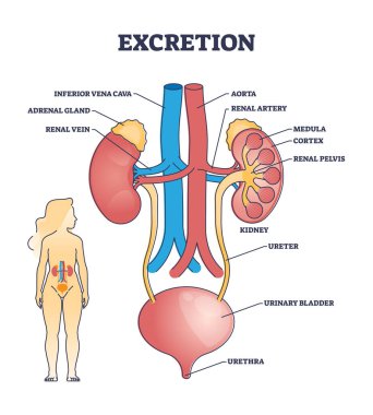 Dışkı işleme süreci anatomi ve biyolojik idrar açıklaması şeması. İç organ yapısı veya böbrek fonksiyonu tanımlama çizelgesine sahip etiketli eğitim aortu ve arter şeması