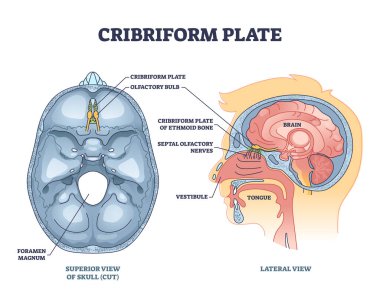 Cribriform plate of ethmoid bone location in head outline diagram. Labeled educational anatomical scheme with superior cut skull view and olfactory bulb nasal parts location vector illustration.