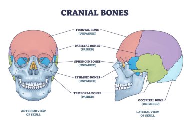 Cranial bones anatomy and skull skeleton medical division outline diagram. Labeled educational frontal, parietal, sphenoid, ethmoid and temporal bone vector illustration. Paired and unpaired examples.