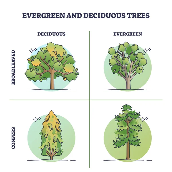 Evergreen Trees Deciduous Plants Seasonal Leaves Outline Diagram Labeled Educational — Stock vektor