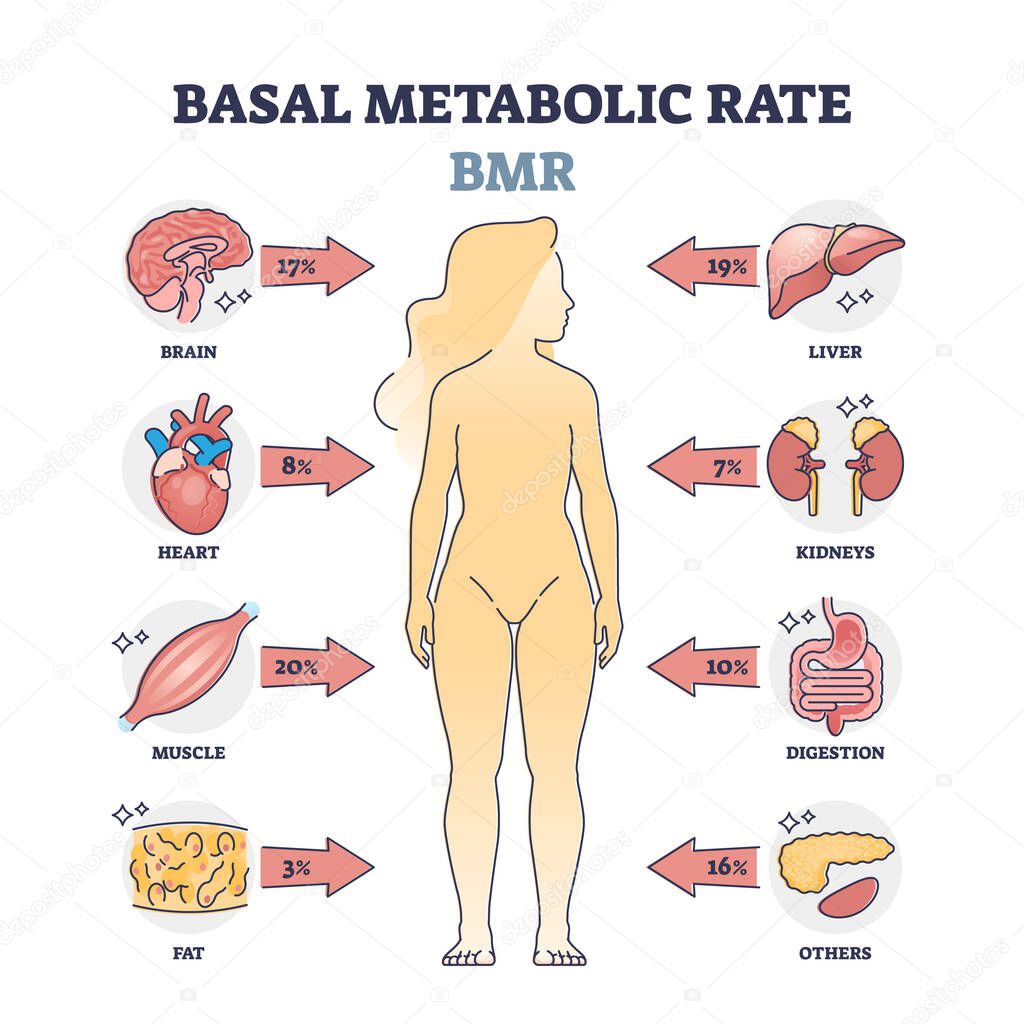 Basal metabolic rate or BMR percentage consumption by organs outline diagram. Labeled