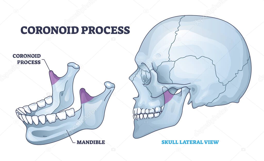 Anatomia del processo coronoide con schema osseo cranio isolato schema
