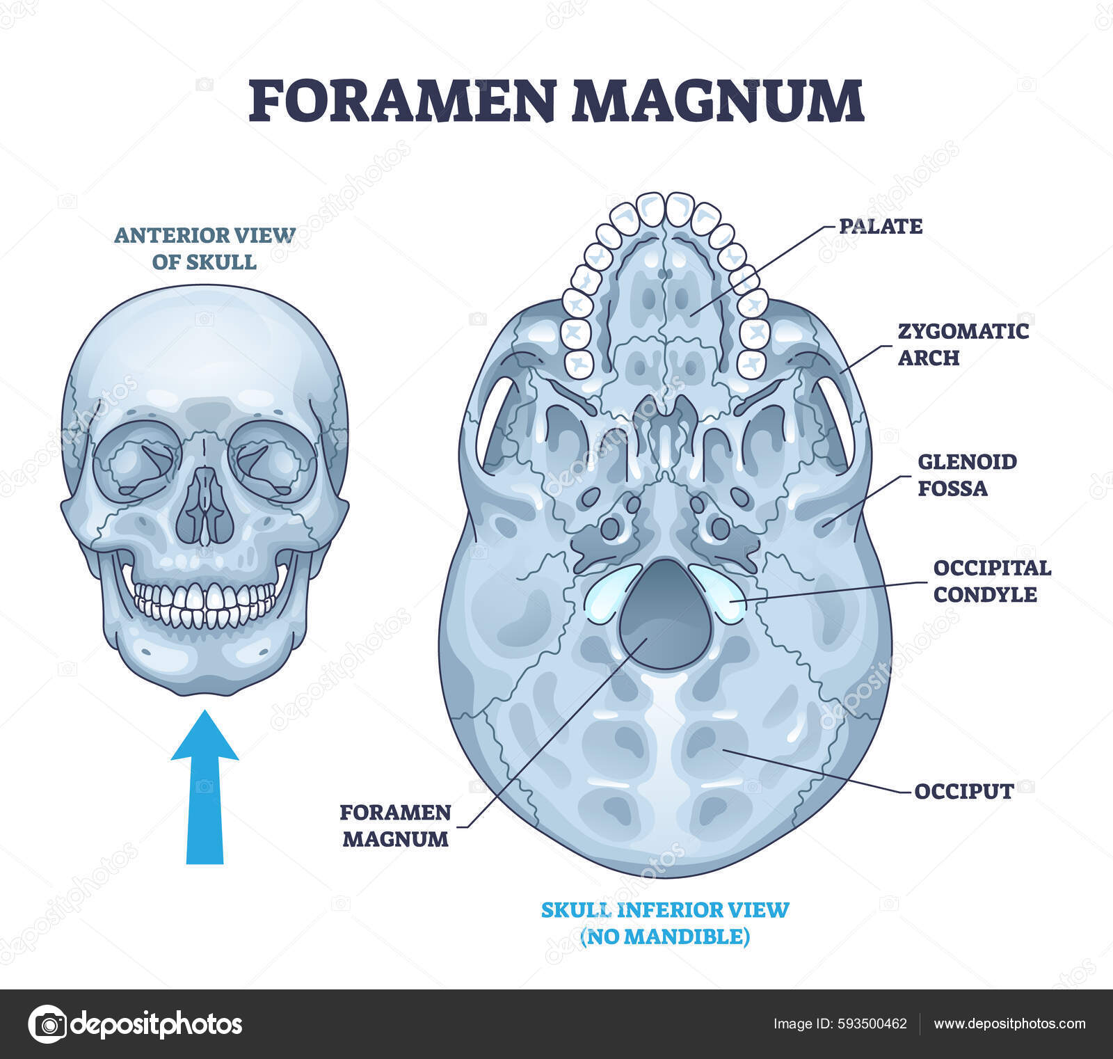 Download foramen magnum skeletal bone hole in human skull anatomy