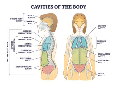 Vücut dekolteleri ve anatomik bölme tıbbi bölüm şeması. Fiziksel sırt, ventral ve alt mediastinum konum açıklama vektör ilülasyonu ile etiketlenmiş eğitim şeması