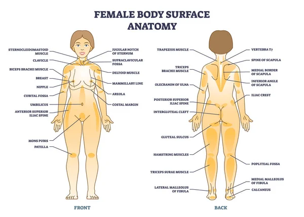 Female Body Surface General Anatomy Medical Anatomy Outline Diagram Labeled — Image vectorielle