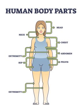 Temel fizyolojik bölüm diyagramına sahip insan parçaları anatomisi. Baş, boyun, göğüs, karın, ekstremite, kalça ve pelvis konum çizimi ile etiketlenmiş eğitim modeli şeması.