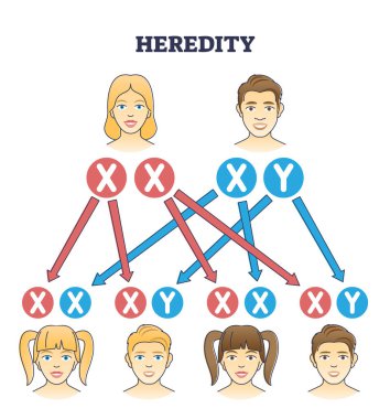 Heredity as genetic hair heritage from biological parents outline diagram. Educational explanation with scheme from mother and father traits to son and daughter characteristics vector illustration.
