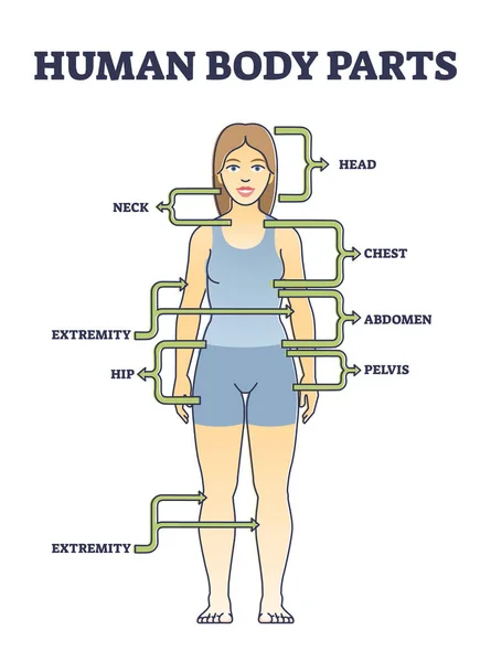 Human Body Parts Anatomy Basic Physiological Division Outline Diagram Labeled — стоковый вектор