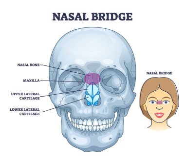 Burun köprüsü ve burun kemiği anatomisi ve yüz kıkırdağı şeması. Tıbbi ön yapısı, yüz üst çene yapısı, üst ve alt kısım vektör çizimi ile etiketlenmiş eğitim şeması.