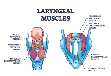 Gırtlak kasları anatomisi ve tıbbi kas yapısı şeması. Ses kutusu detaylı kas sistemi vektör illüstrasyonuyla etiketlenmiş eğitim şeması. Belirsizlik ve çapraz arittenoid modeli.