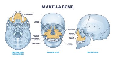 Maxilla bone detailed structure and facial skeleton anatomy outline diagram. Labeled educational scheme with medical inferior view without mandible, anterior and lateral skull view vector illustration