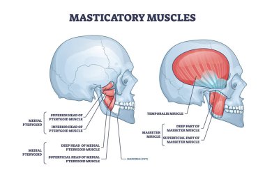 Masticatory muscles and cheek bones muscular system anatomy outline diagram. Labeled educational structure with medial pterygoid detailed medical description vector illustration. Anatomical model. clipart