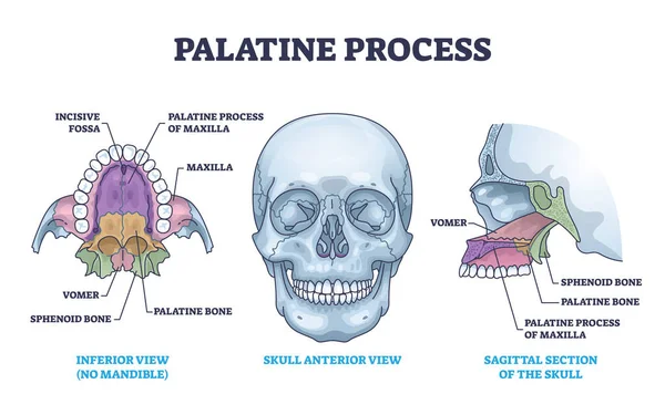 Palatine Process Section Anatomy Maxilla Structure Outline Diagram Labeled Educational — стоковый вектор