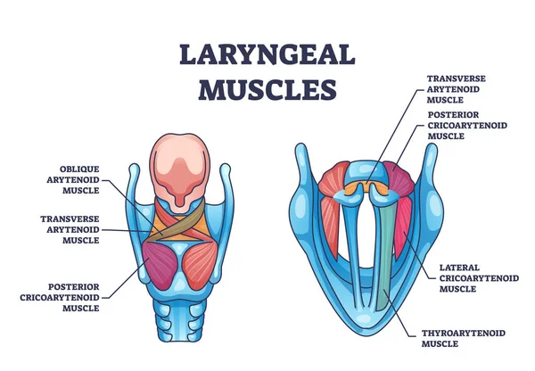 Laryngeal muscles anatomy with medical muscular structure outline diagram. Labeled educational scheme with voice box detailed muscle system vector illustration. Oblique and transverse arytenoid model.
