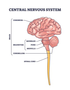 Merkezi sinir sistemi ya da CNS beyin organı yapısı şeması. Serebrum, beyin sapı ve beyincik parçaları anatomi vektör çizimi ile etiketlenmiş eğitim şeması. Orta beyin, pons ve medulla.