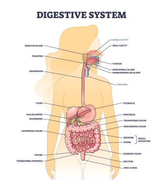 Sindirim sistemi tıbbi vücut yapısı şeması. Etiketlenmiş eğitimsel sindirim ve gastrointestinal parça anatomi vektör çizimi. Midesi, organları ve bağırsağı olan detaylı bir model.
