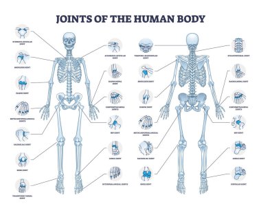 Joints of human body with all medical parts collection in outline diagram. Labeled educational scheme with skeleton and bone connection points location vector illustration. Anatomical explanation. clipart