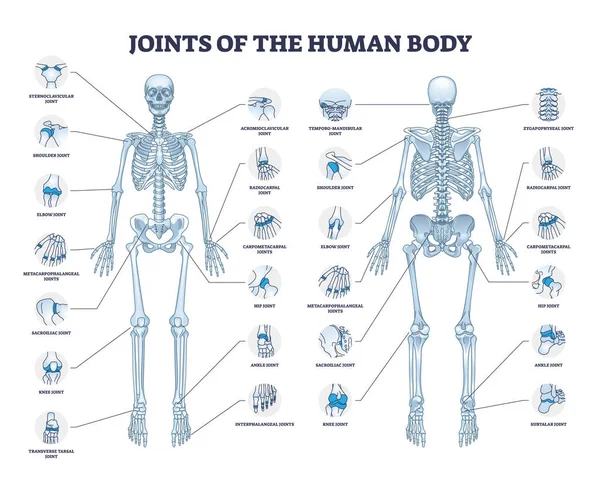 Joints Human Body All Medical Parts Collection Outline Diagram Labeled — Vettoriale Stock