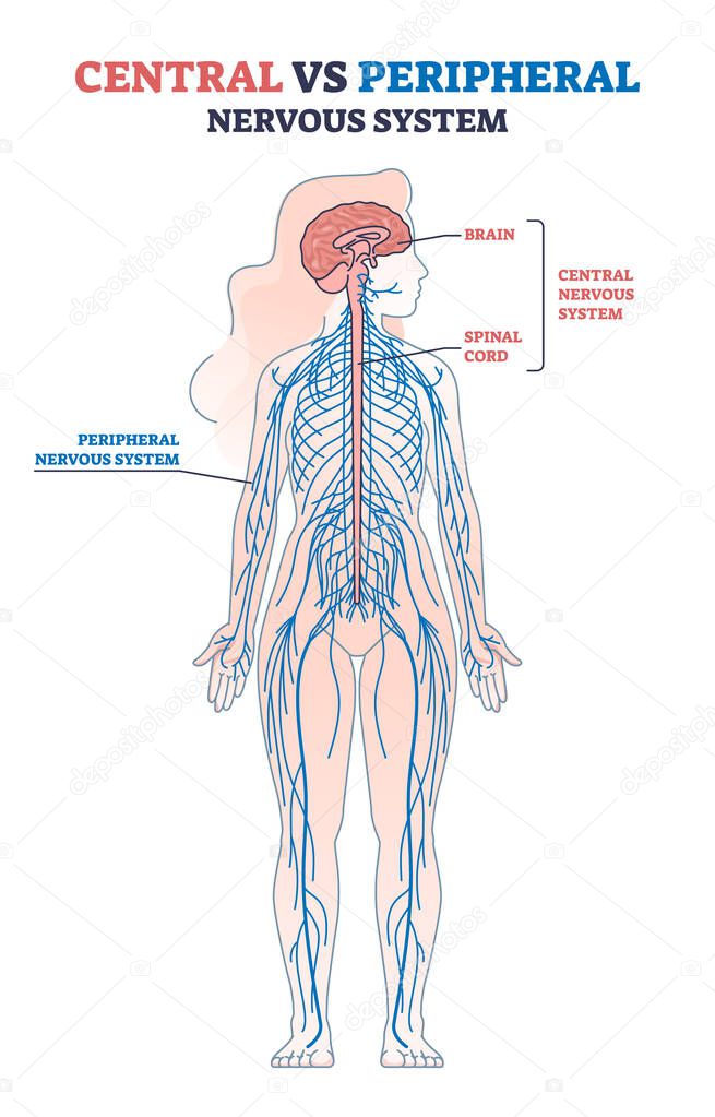 Central vs peripheral nervous system anatomy comparison outline diagram. Labeled educational scheme with human body brain, spinal cord and CNS location vector illustration. Medical physiology model.