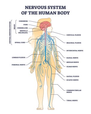 Nervous system of human body with nerve network anatomy outline diagram. Labeled educational medical scheme with CNS brain structure and peripheral inner cord, plexus and nerves vector illustration.