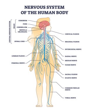 Nervous system of human body with nerve network anatomy outline diagram. Labeled educational medical scheme with CNS brain structure and peripheral inner cord, plexus and nerves vector illustration. clipart